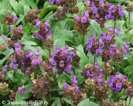 Prunella grandiflora, isoniittyhumala